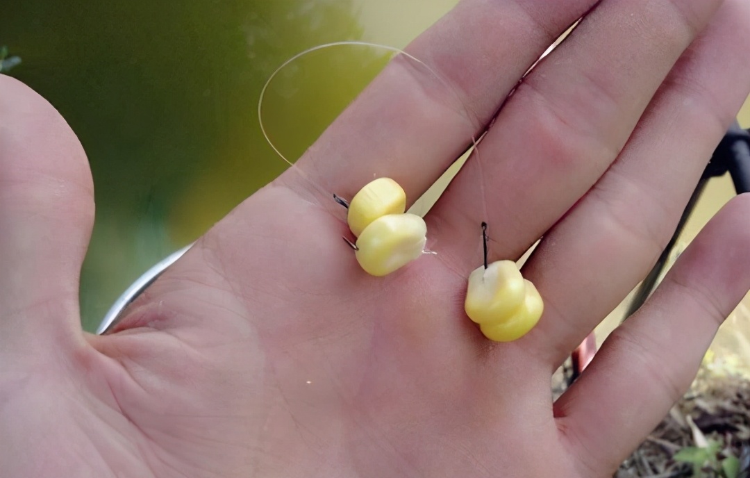 老坛玉米制作饵料方法,老坛玉米饵料需要发酵几天