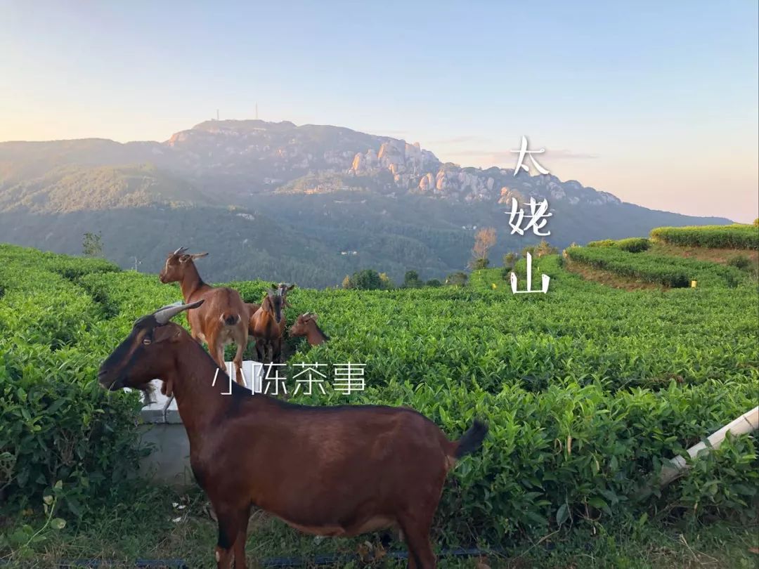 白茶红茶绿茶都是碱性的吗,白茶茶汤酸涩是什么原因