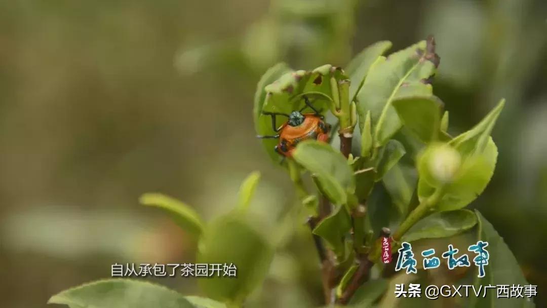 当年下南洋的广西、广东劳工，靠这茶水顶住了艰苦恶劣的环境！