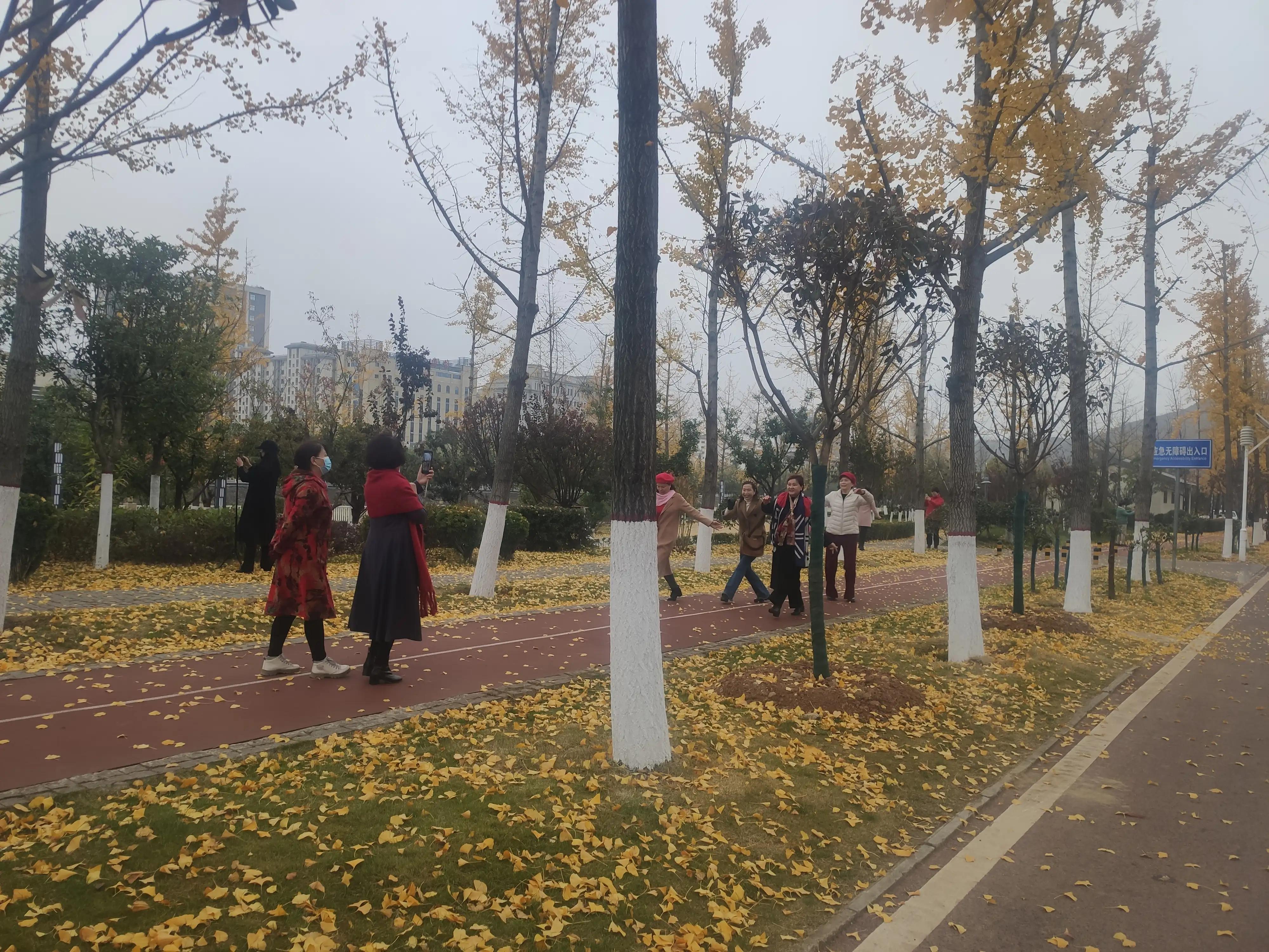 落叶西风,落叶西风知乎