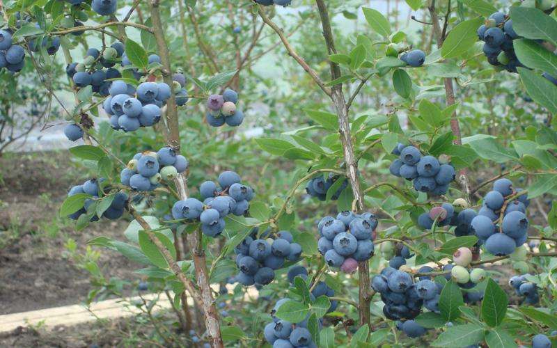 蓝莓土壤改良怎样使用硫酸铝,蓝莓土壤怎样改良变酸