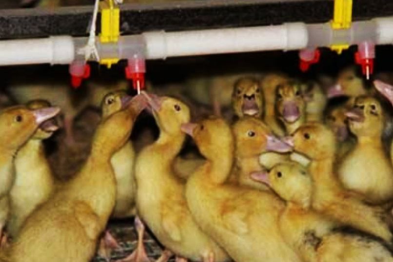 赊鸡苗套路,赊鸡苗助脱贫