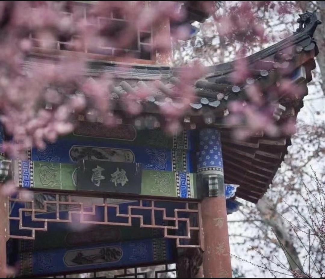 武大樱花与梅花,武大樱花精品欣赏