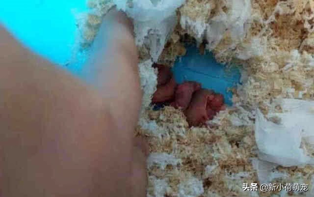 仓鼠肚子下有黄色的是什么,仓鼠肚子底下的是什么