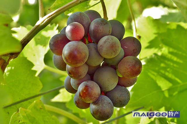 沈阳好去处17个金牌采摘园,辽宁10月采摘去哪