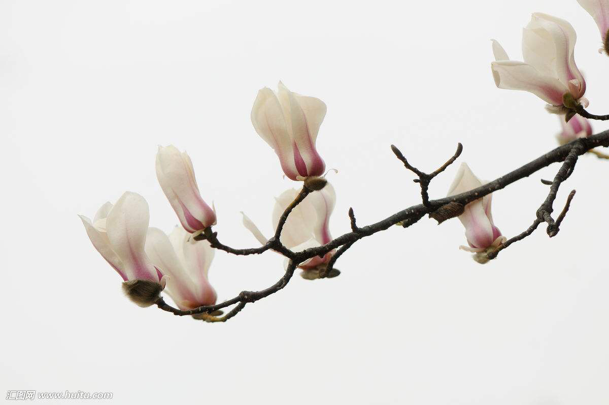 中药材种植基地,中药材玉羊