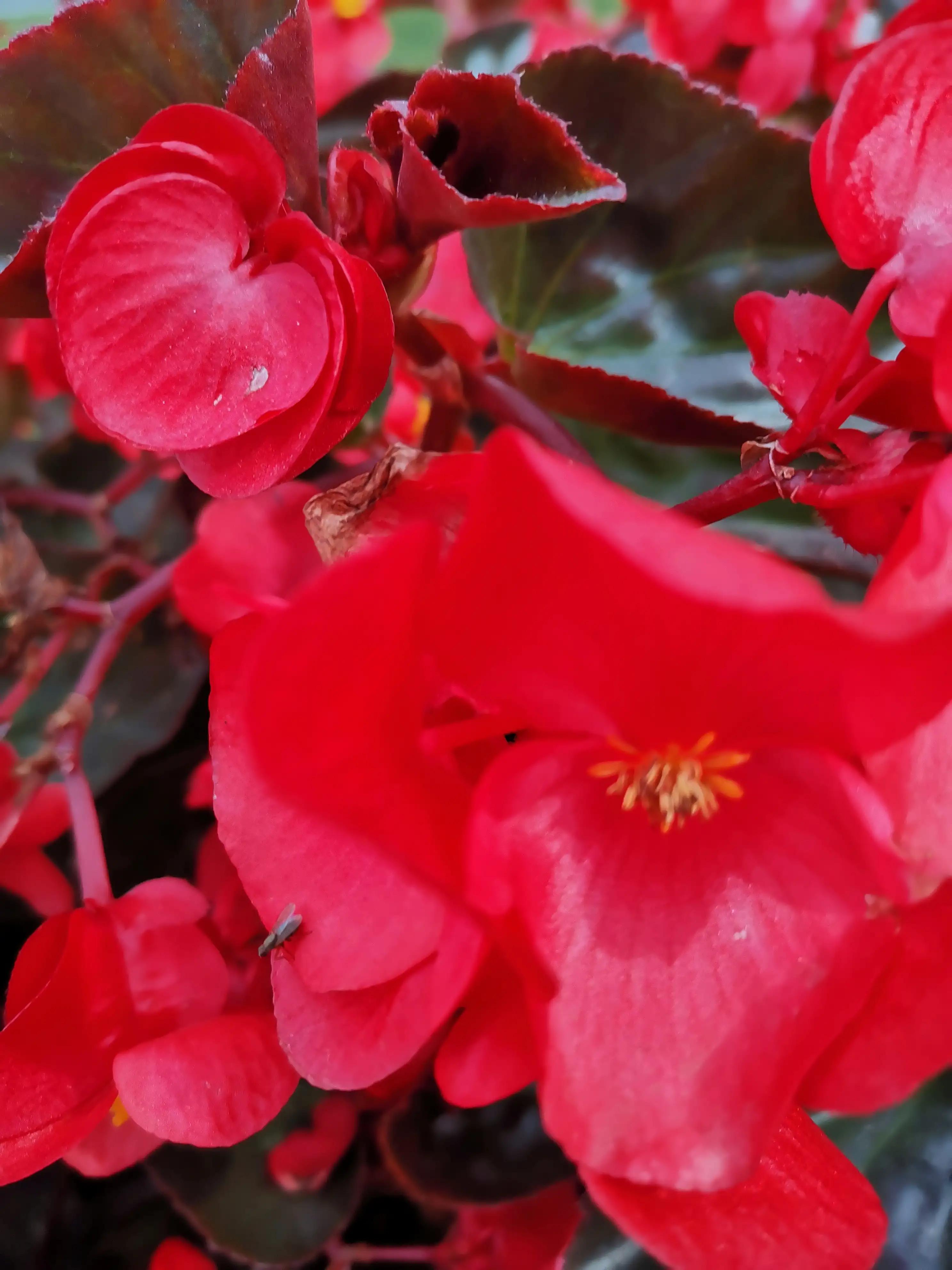 玫红四季海棠图片大全,玫红四季海棠的花语