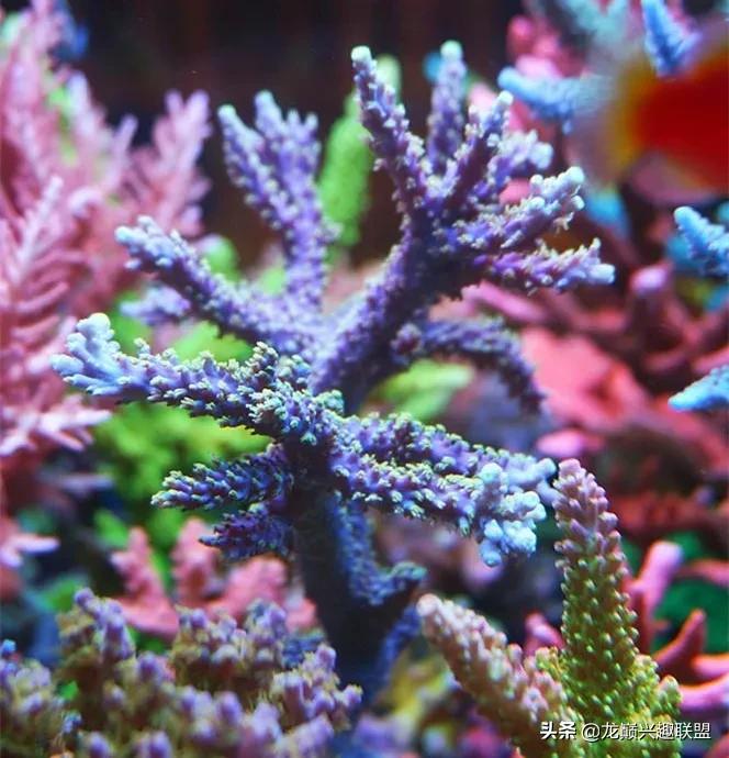 海缸最好养的生物,海缸最好养的软体生物