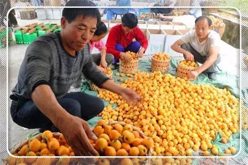 致富门路创业好项目排行榜,农村创业致富的好项目