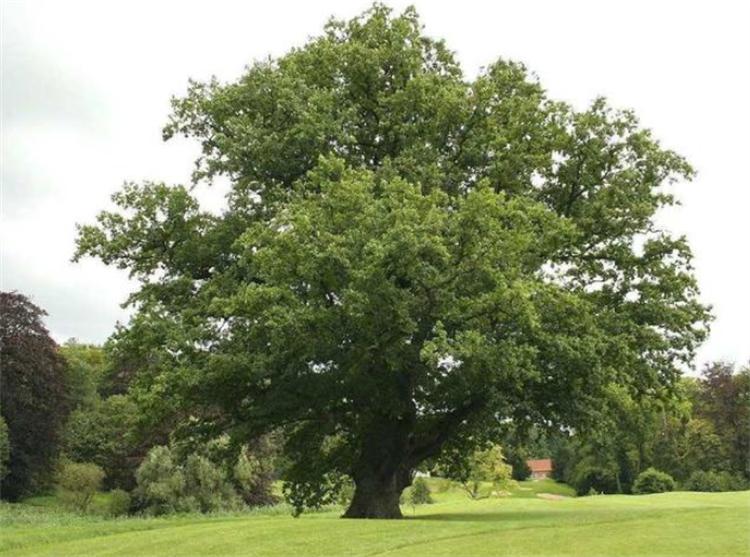 栎木和橡木区别图片,木地板选橡木的好还是栎木的好些