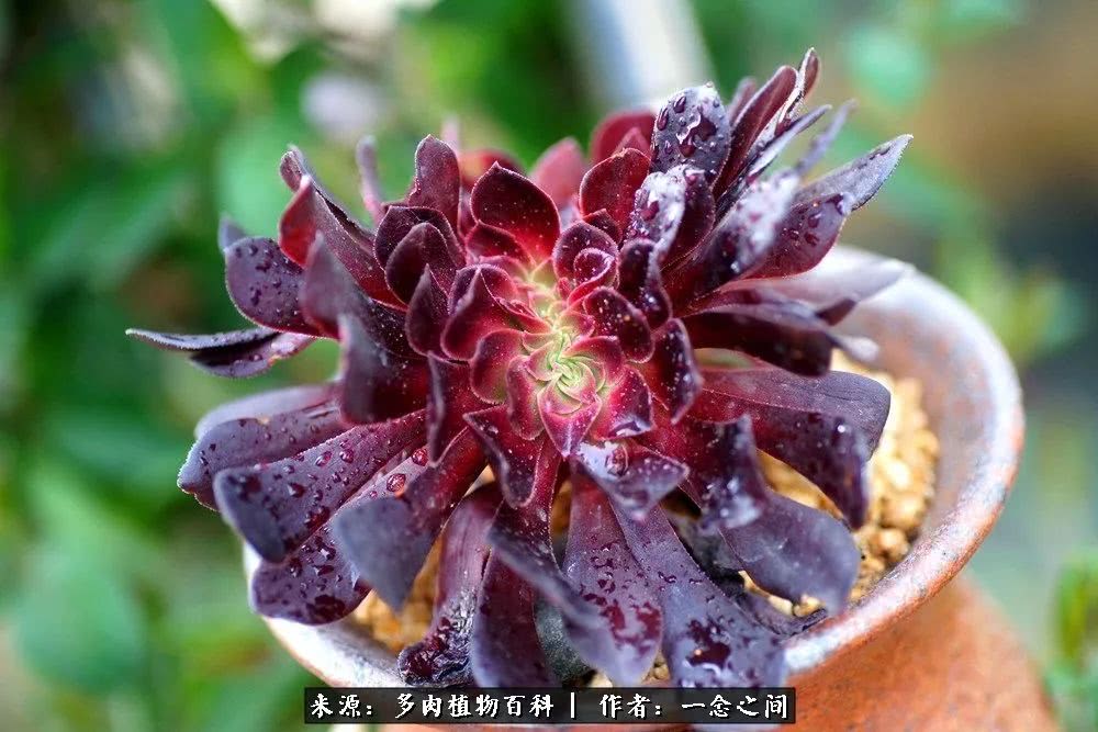 多肉牛群里的“七福神”（下）：男神篇！