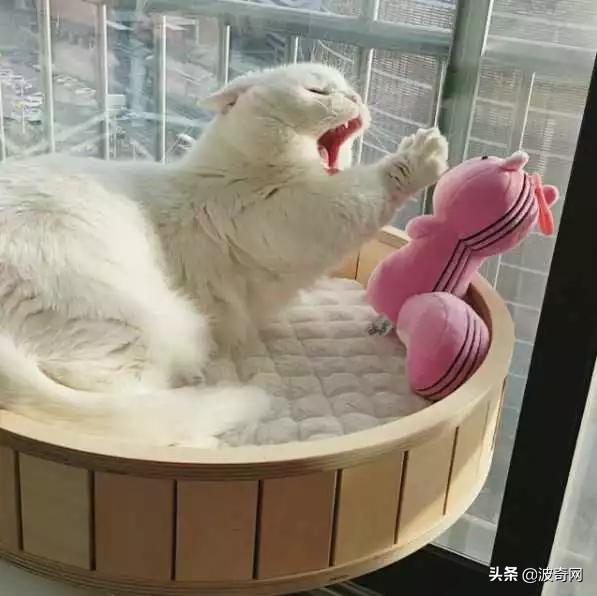 猫咪怀孕睡觉会抽搐吗,猫咪睡觉时叫唤是做梦吗