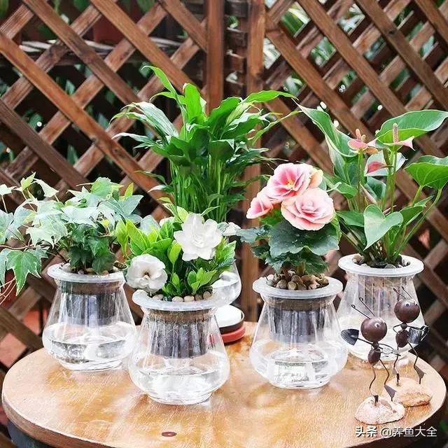 水培观音竹没有烂根为什么会黄叶,水培的植物总是黄叶烂根怎么办