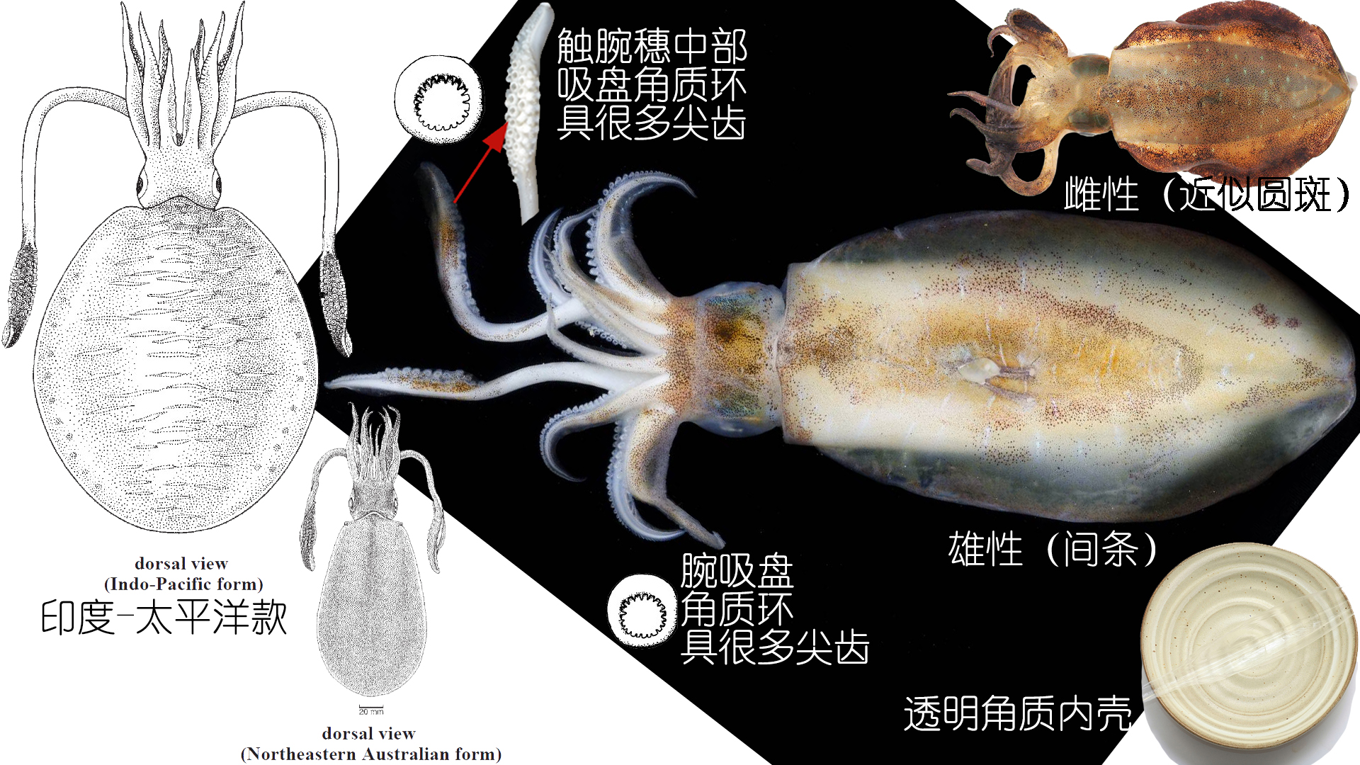 海鲜认识和吃法,海鲜解析