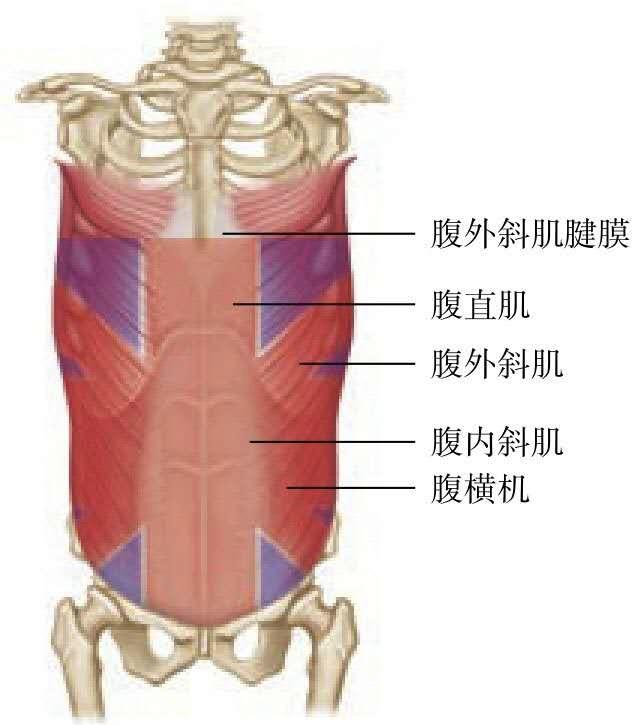 产后腹直肌分离科普视频,产后大肚子腹直肌分离如何恢复