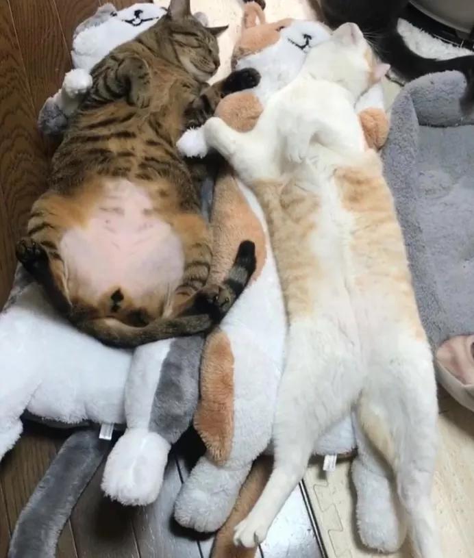 猫真的会把你当妈妈,猫把你当成妈妈是啥样子的