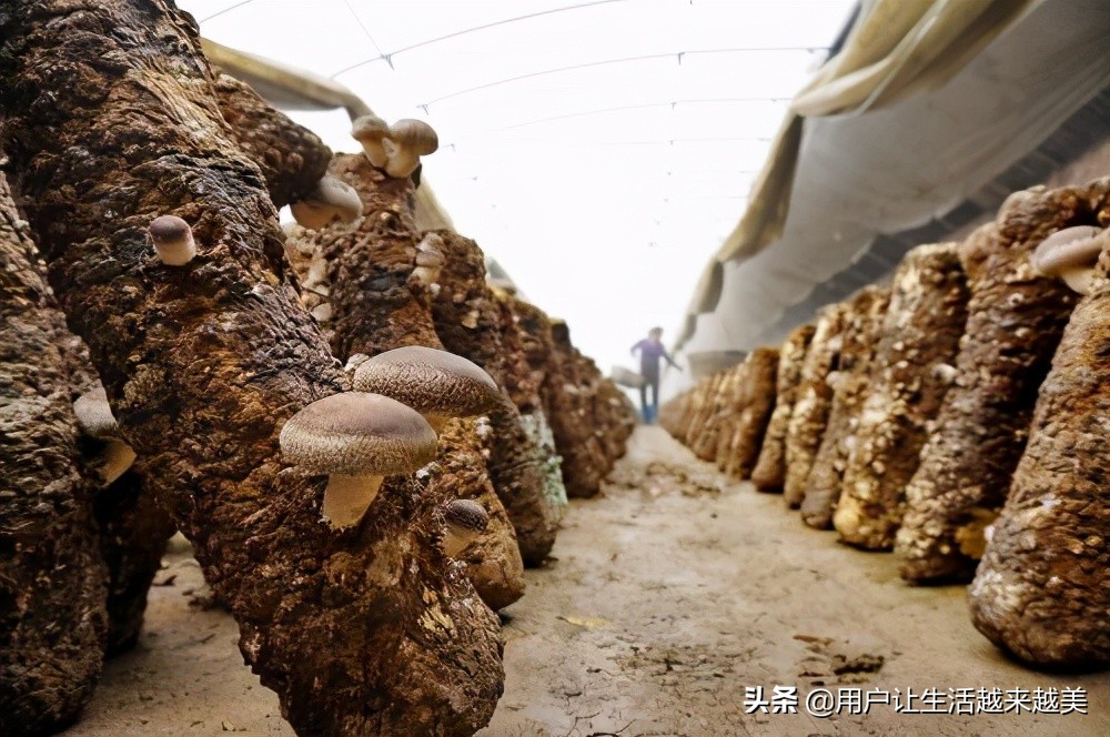 龙胜哪儿有好看的景区,广西的龙胜有什么好玩的