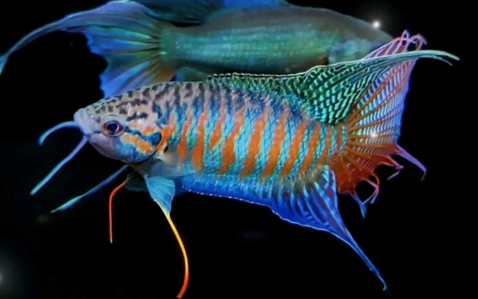 养观赏鱼新手入门教程,新手养观赏鱼养什么鱼好