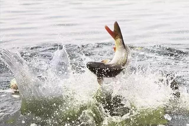 花露水可以拌饵料钓鱼吗,花露水钓鱼真的有用吗