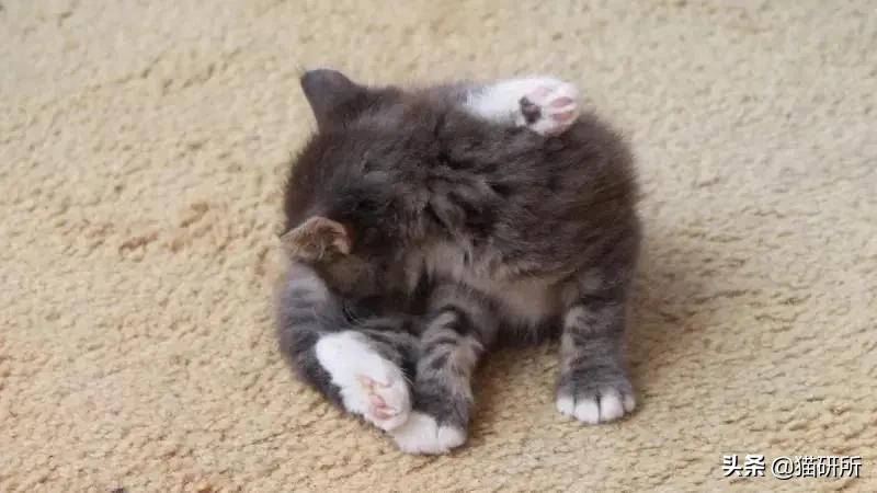 驱虫药怎么选,驱虫药最佳配方