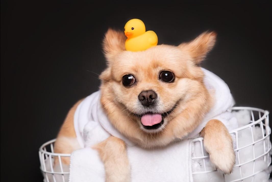 去花鸟市场600块钱买宠物,去宠物市场花100元买一只小土狗