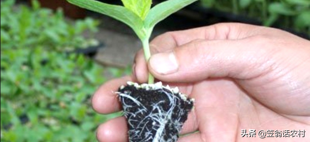 瓜苗出现花打顶怎么办,甜瓜打顶过晚补救的办法