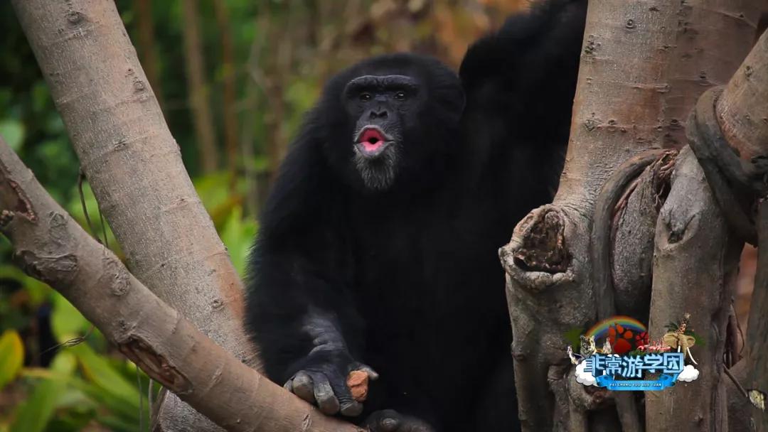 大熊猫百科知识详细介绍,大熊猫前脚有几只手指