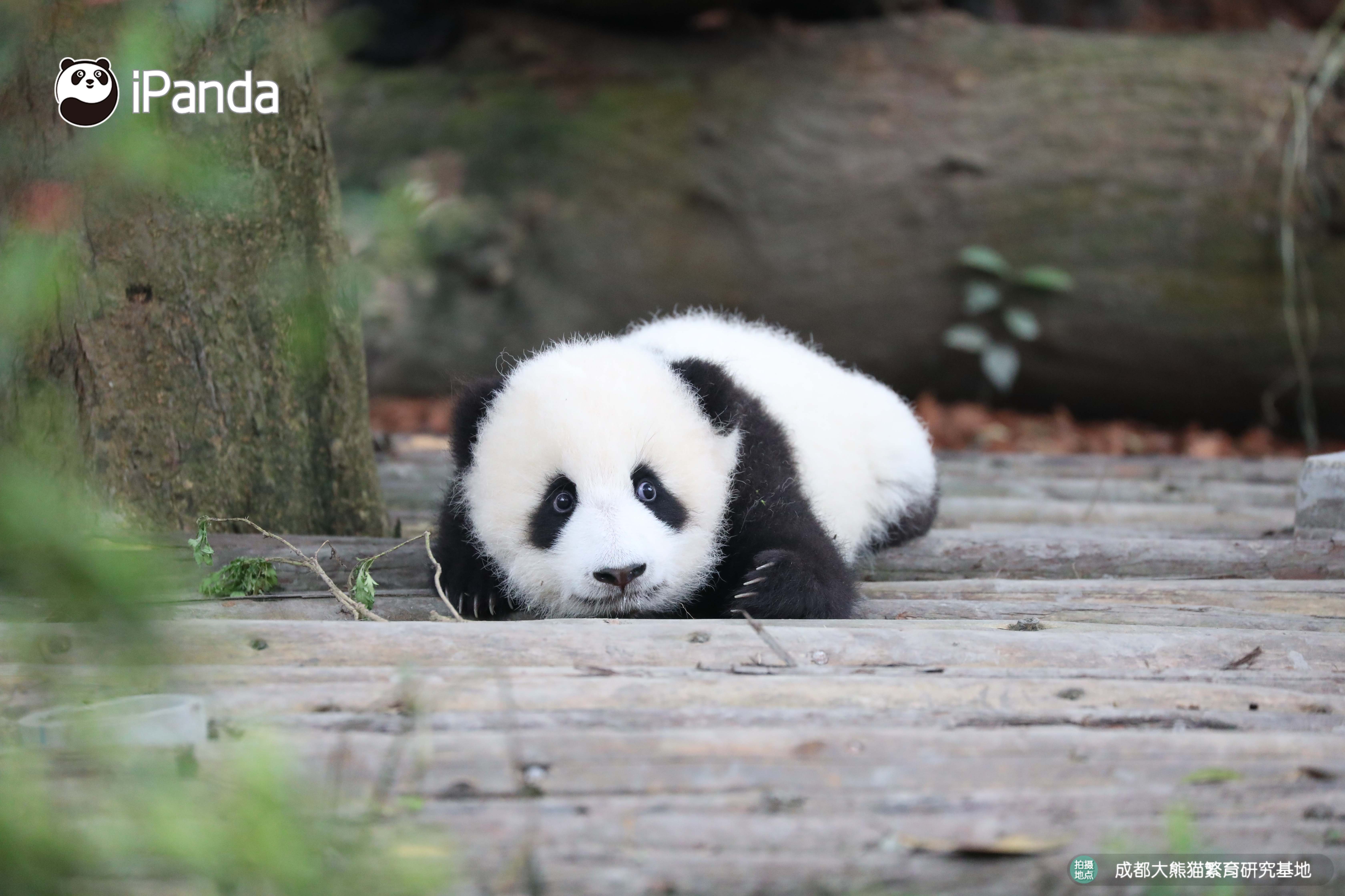 get认猫八招，轻松变大神！好看的熊脸千篇一律，认猫难到哭泣？