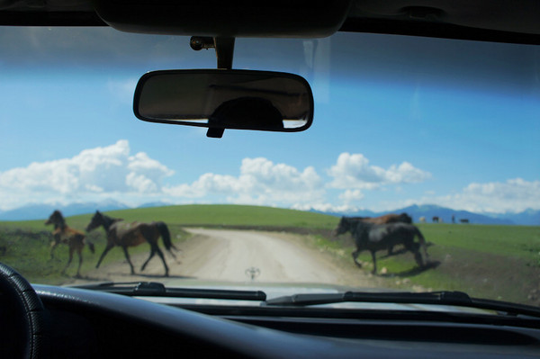 六月底的伊犁雪山,5月的伊犁草原