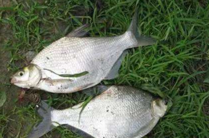 钓武昌鱼的技巧和方法,武昌鱼用什么最好钓