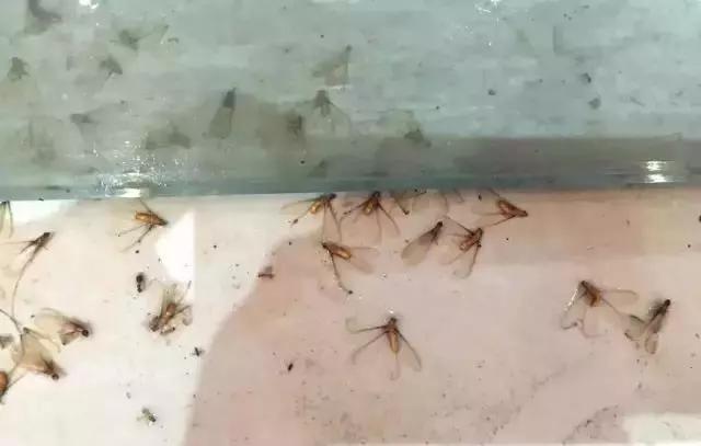 最近很多人吓得不敢开灯的视频,最近很多人被吓得不敢开灯的视频