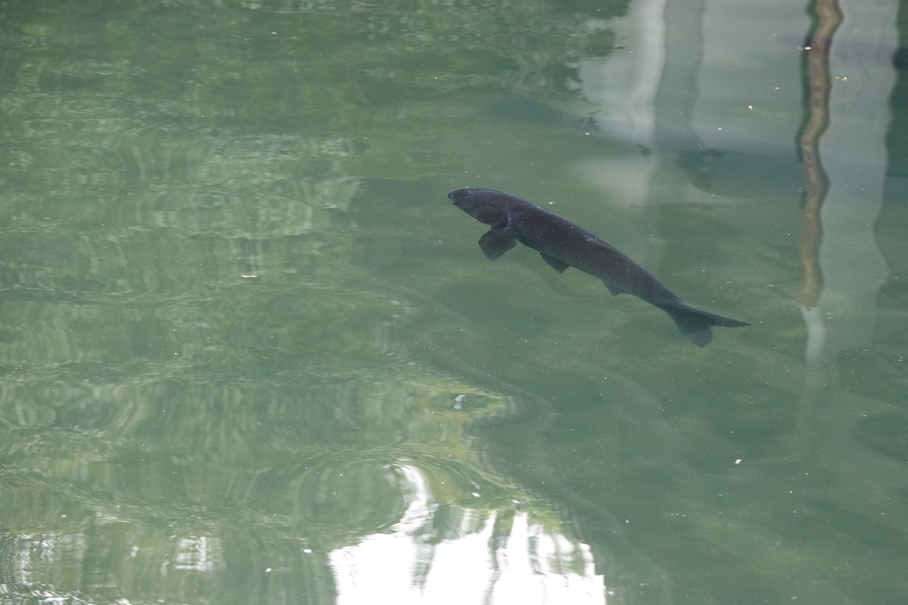 青芝坞民宿离西湖有多远,杭州青芝坞民宿排名榜