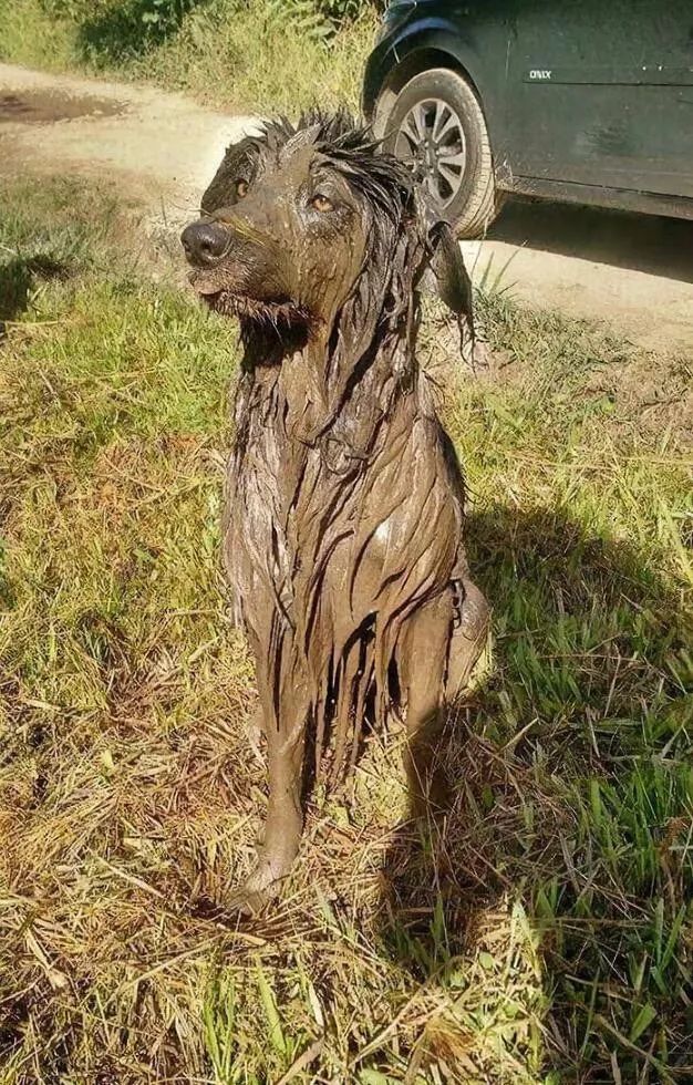 10个你一定不知道的动物冷知识,1000个牛动物有趣的冷知识