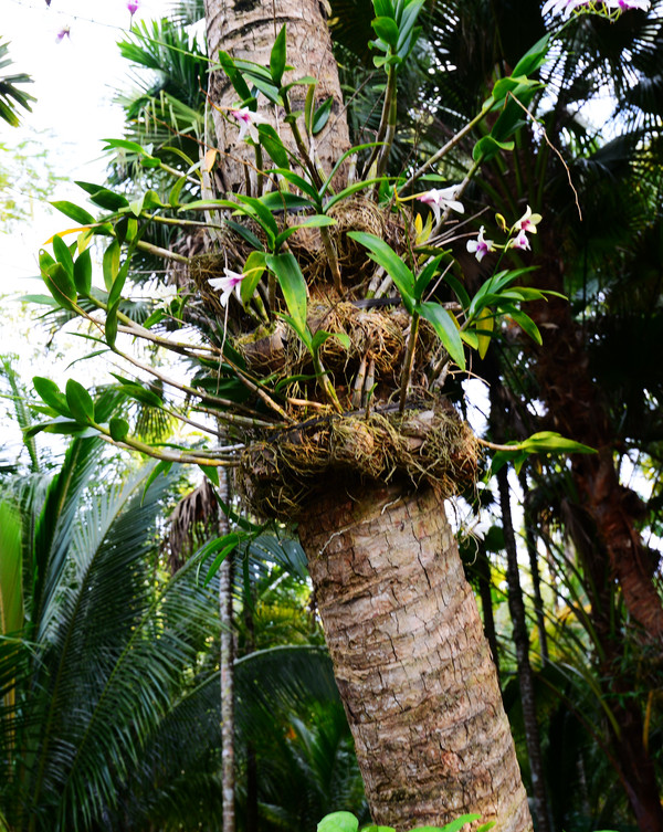 海南呀诺达热带雨林文化旅,三亚诺达雨林旅游攻略