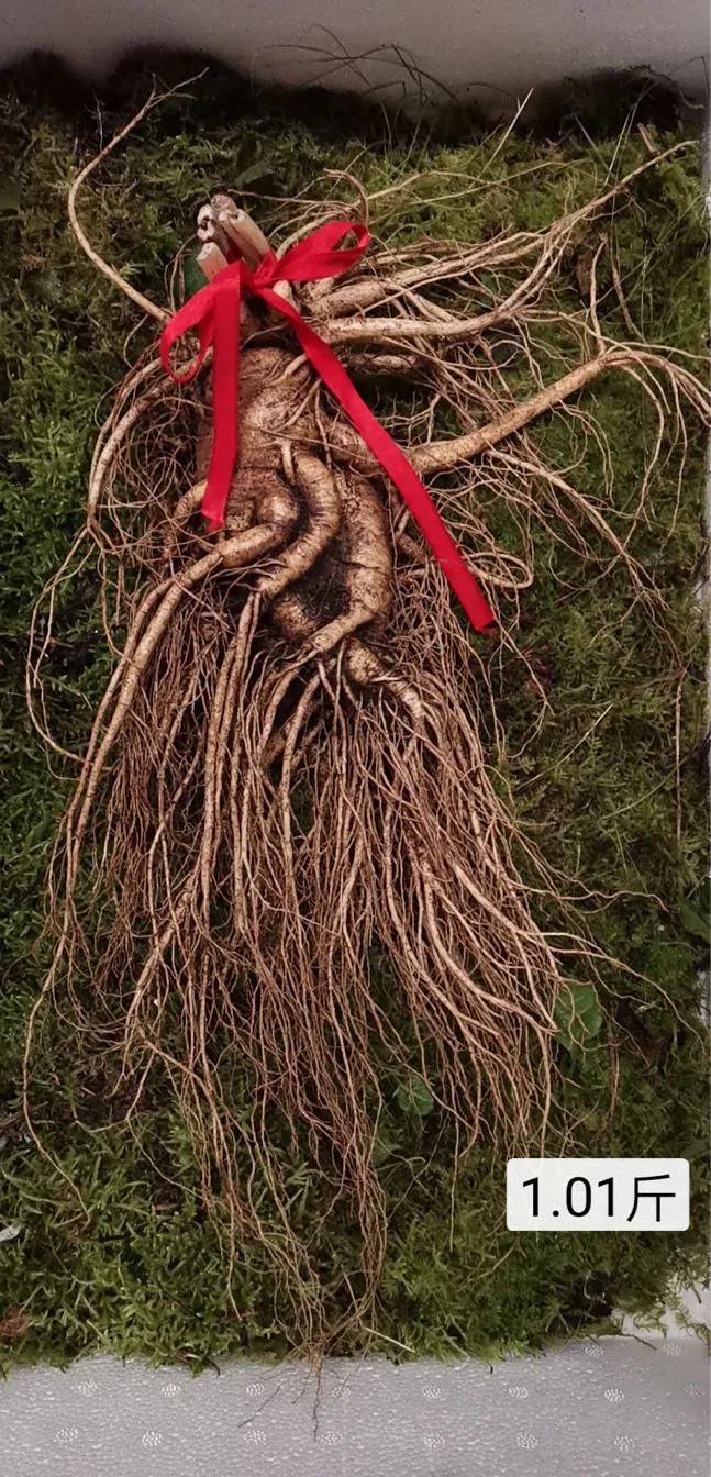 人参7两为参八两为宝什么意思,人参为什么说7两为参8两为宝