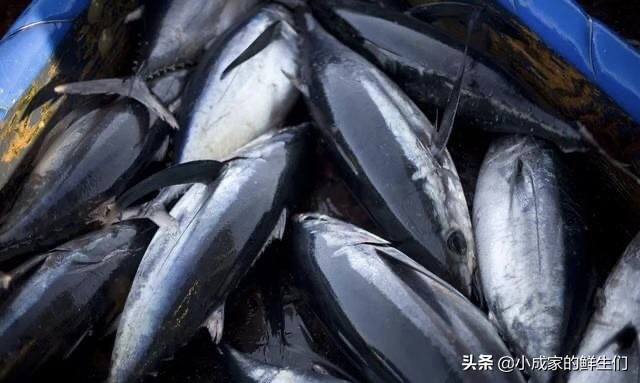 渔民常见捕获海鲜以及价格,野捕海鲜