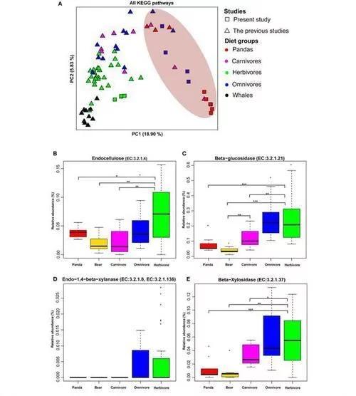 大熊猫最爱吃的竹子是什么竹子,大熊猫为什么吃竹子不伤嘴