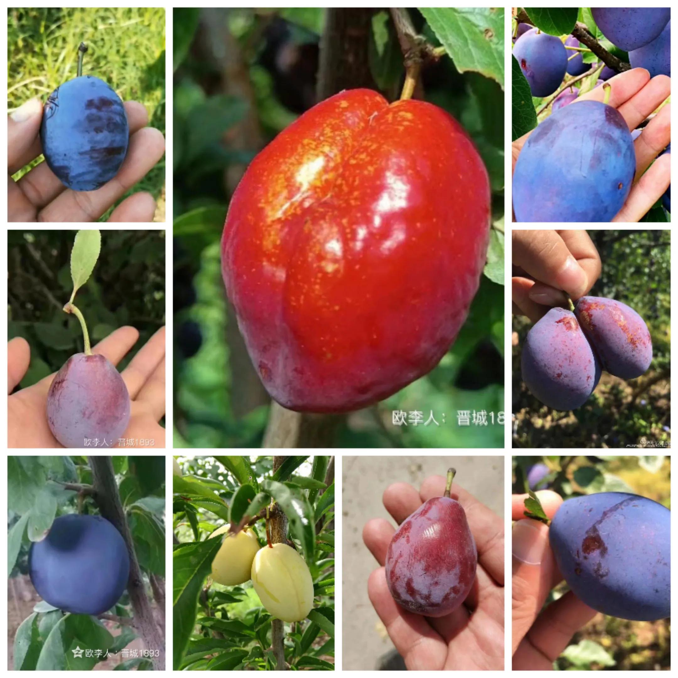 西梅苗带叶带土盆栽,带果盆栽西梅树苗