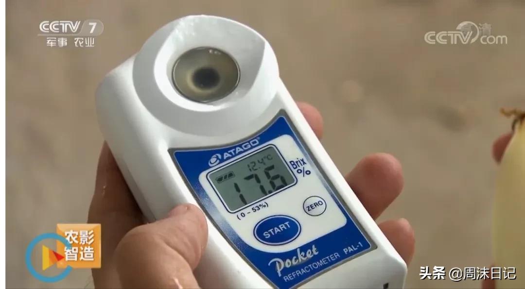 不甜不要钱！白玉甜瓜火了，脆嫩香甜多汁！全家老小都爱吃