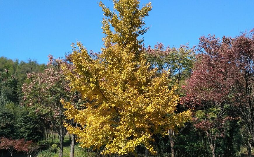 风景秀丽的宜兴竹海,漫步竹林呼吸大自然的清新