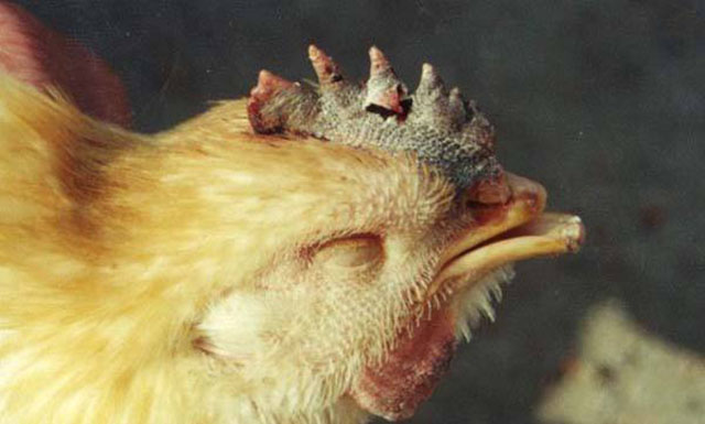 冬季蛋鸡为什么容易下沙皮蛋？掌握以下3点，养殖户轻松防范！