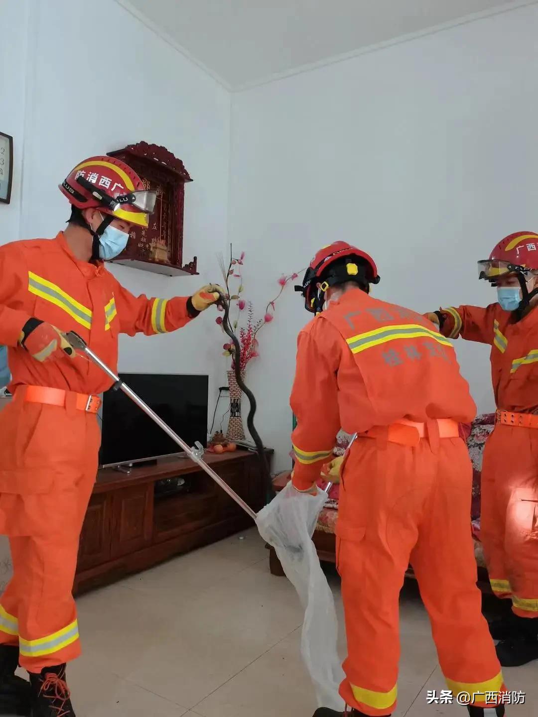 云南消防捕蛇,消防捕蛇