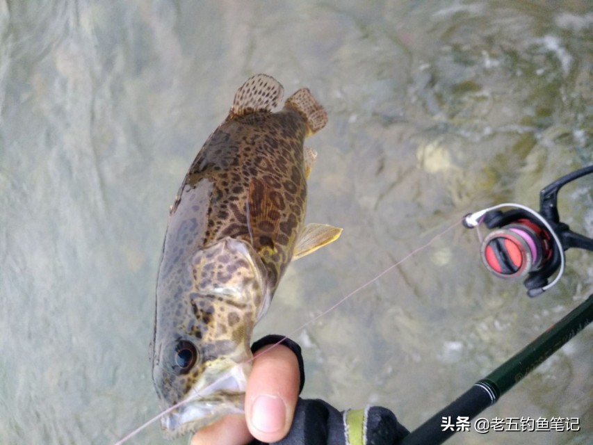 海竿中鱼率最高的野钓方法,远可攻近可守的计谋