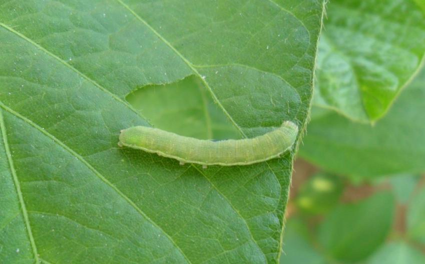 鲶鱼如何打窝垂钓,垂钓鲶鱼的技巧有哪些
