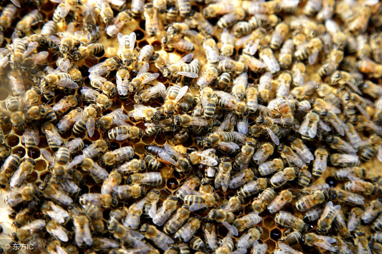 蜂群繁殖过程,蜜蜂交尾后雄蜂怎么处理