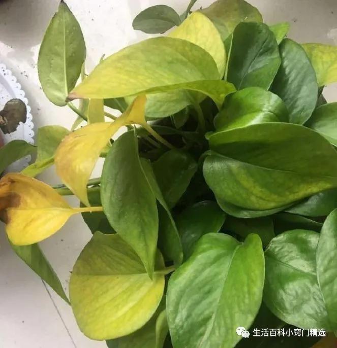 绿萝怎么养长得快不黄叶子不烂根,绿萝怎么养才能不长黄叶更旺盛