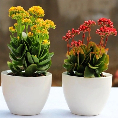 100种室内盆栽花,花卉大全500种盆栽名称