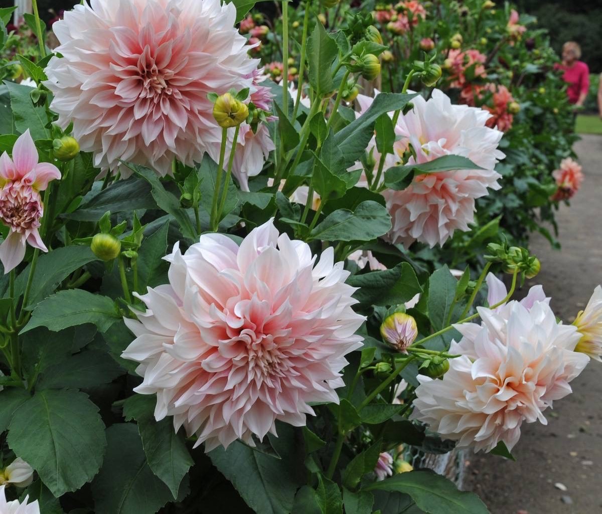 大丽花怎么种植,大丽花地栽种球的种植方法