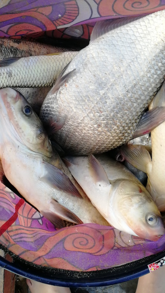 钓鲢鳙全是小的怎么才能钓到大的,钓鲢鳙怎么才能钓到正口