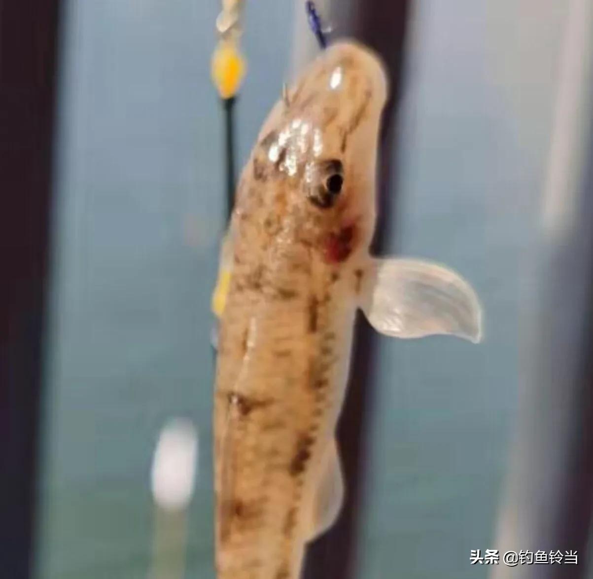 沙钻鱼的营养价值,淡水条纹石斑鱼营养价值